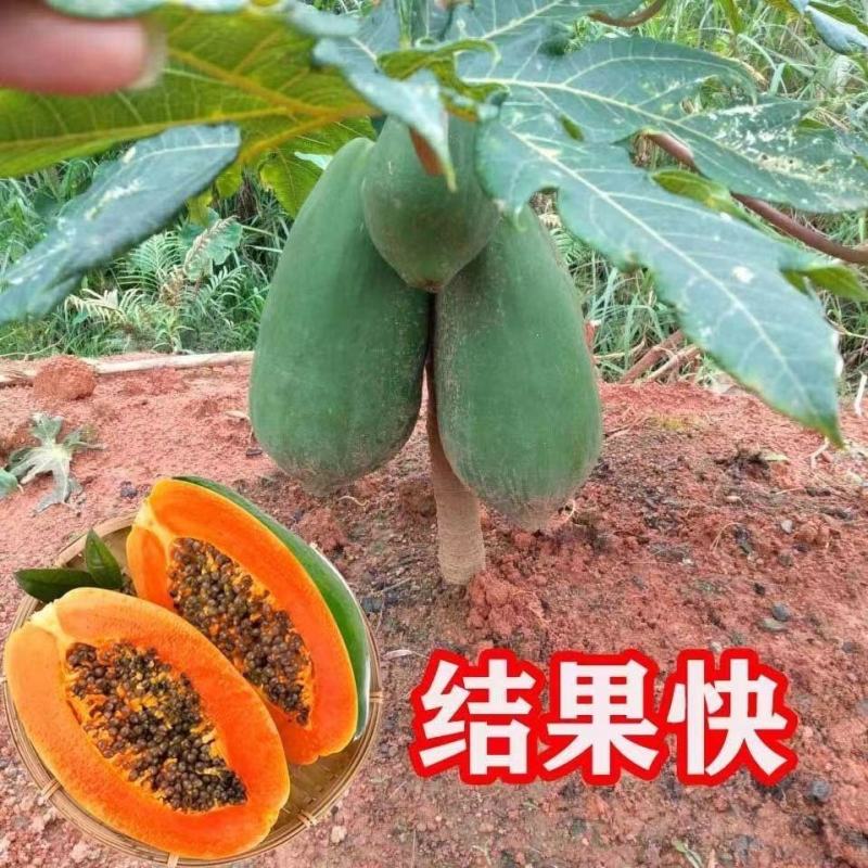 大青红肉木瓜苗，种植4个月后可开花结果