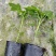 大青红肉木瓜苗，种植4个月后可开花结果