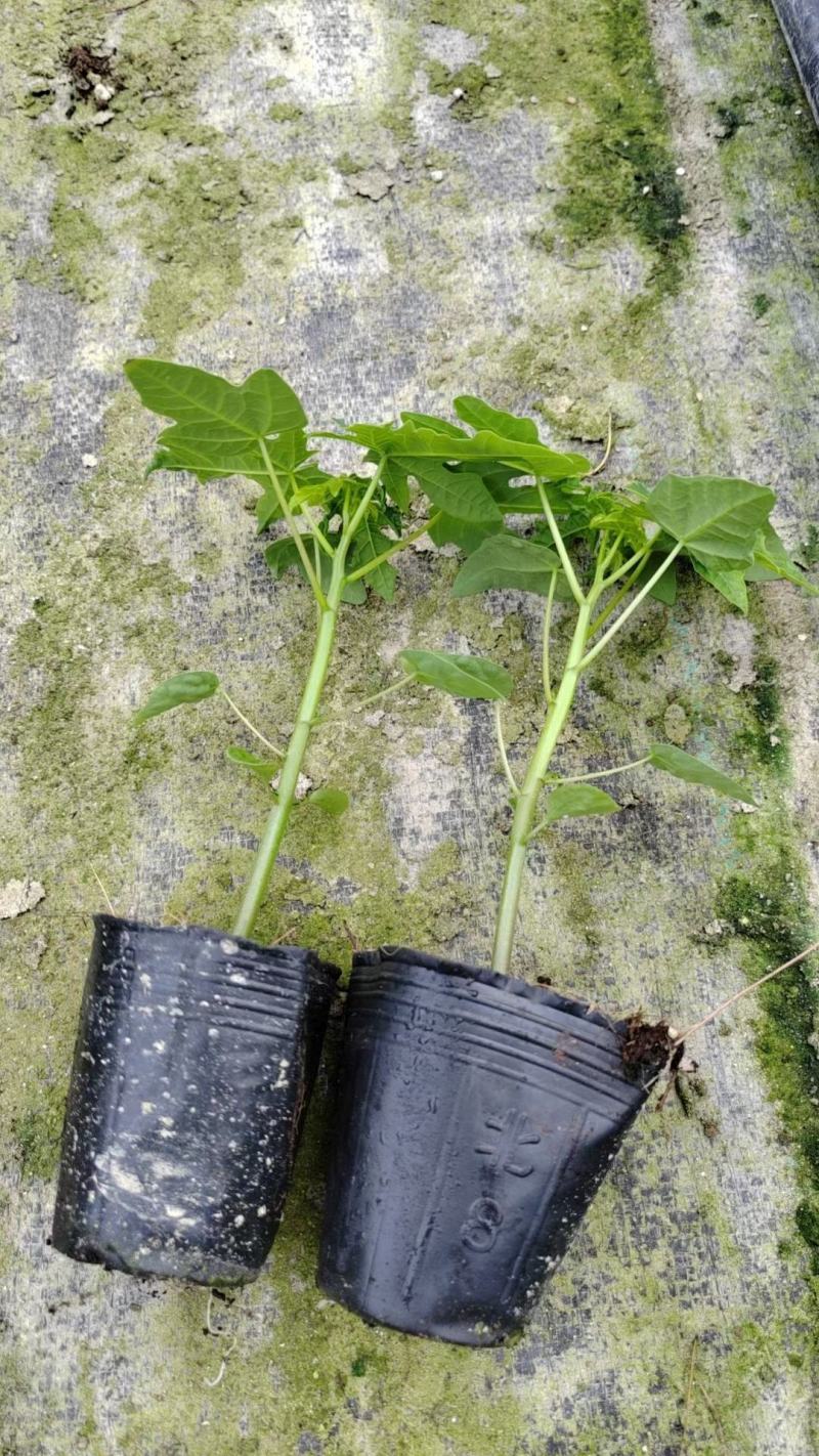 大青红肉木瓜苗，种植4个月后可开花结果