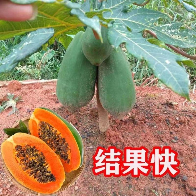 大青红肉木瓜苗，种植4个月后可开花结果