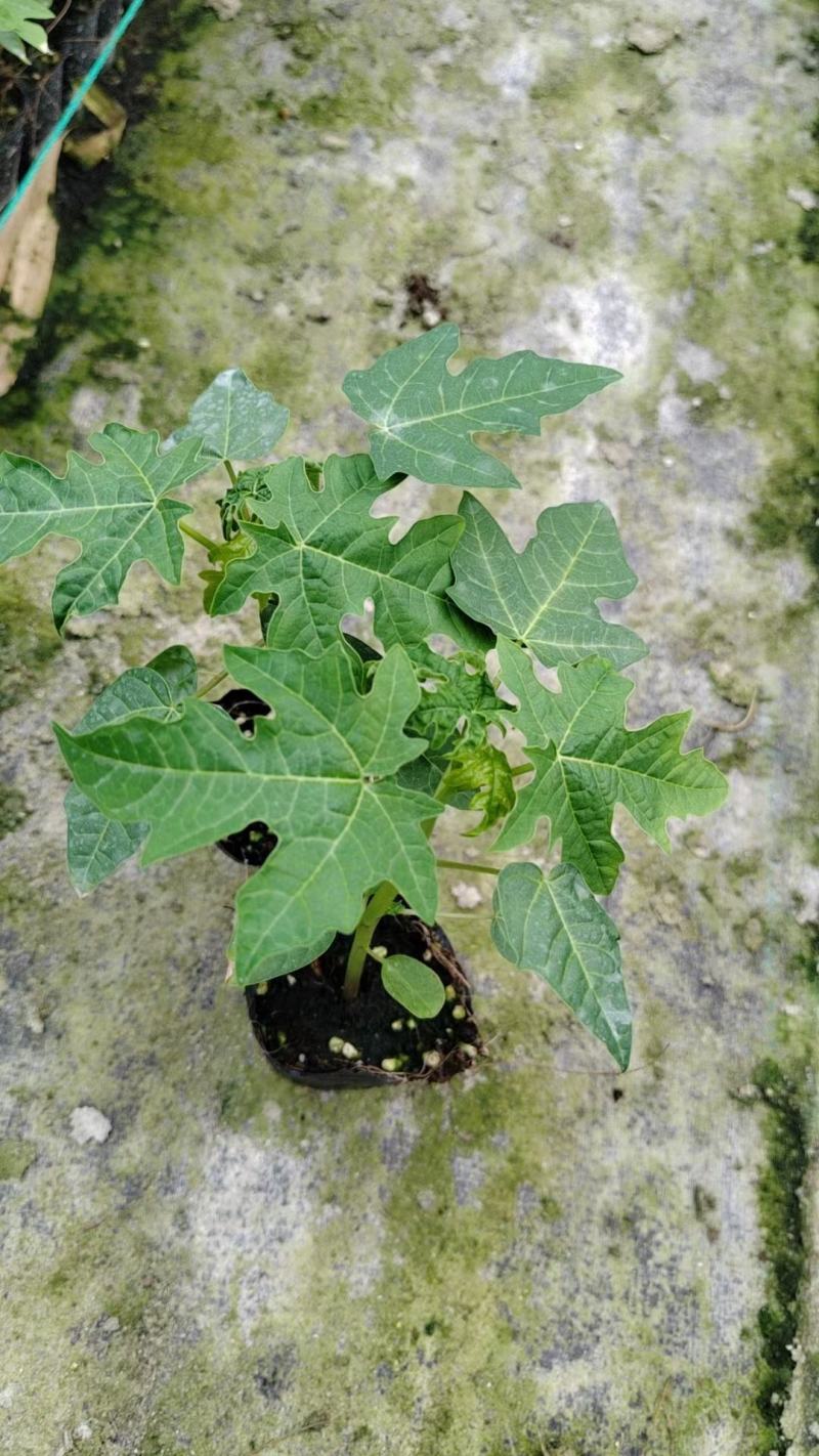 大青红肉木瓜苗，种植4个月后可开花结果