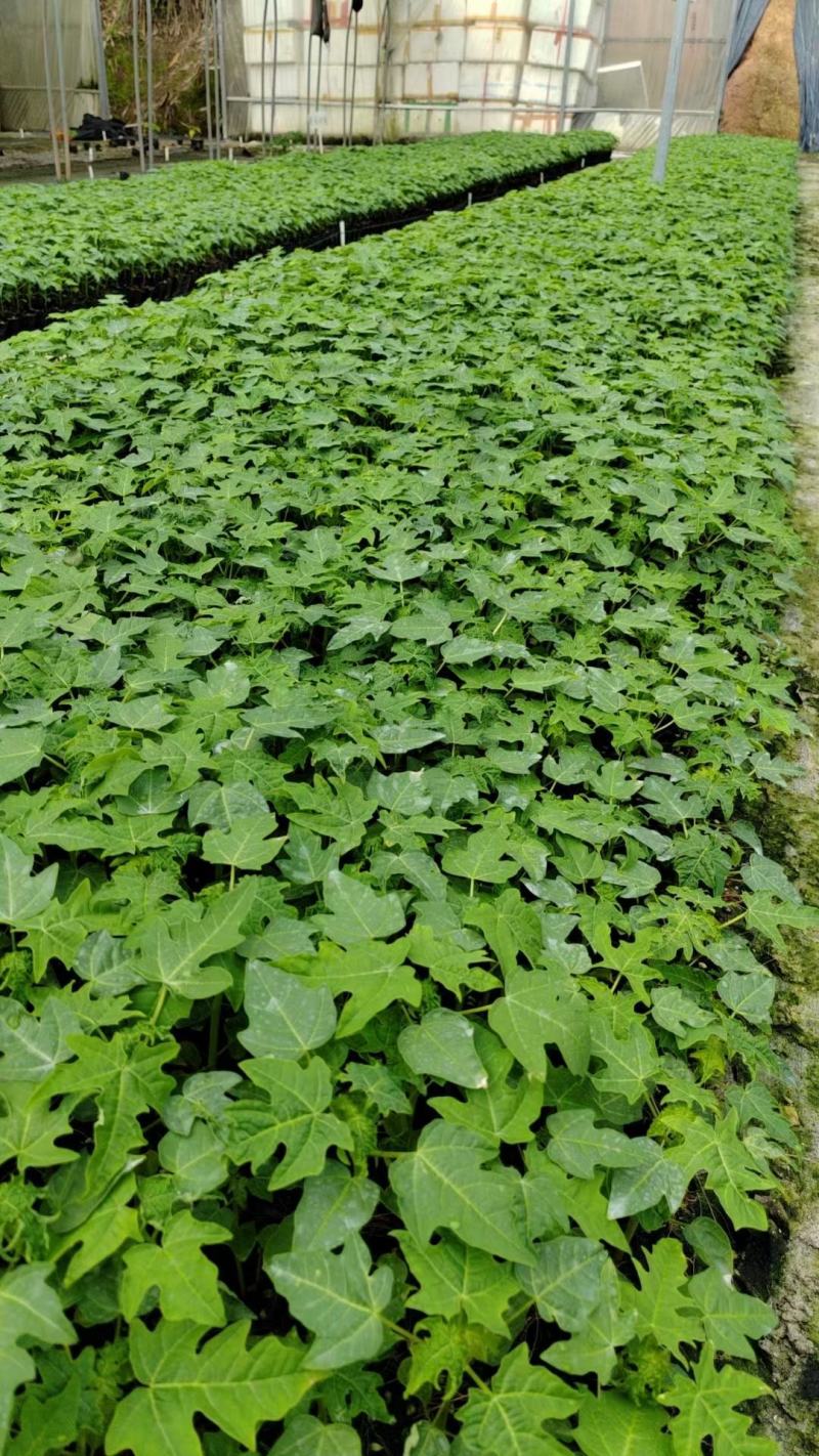 大青红肉木瓜苗，种植4个月后可开花结果