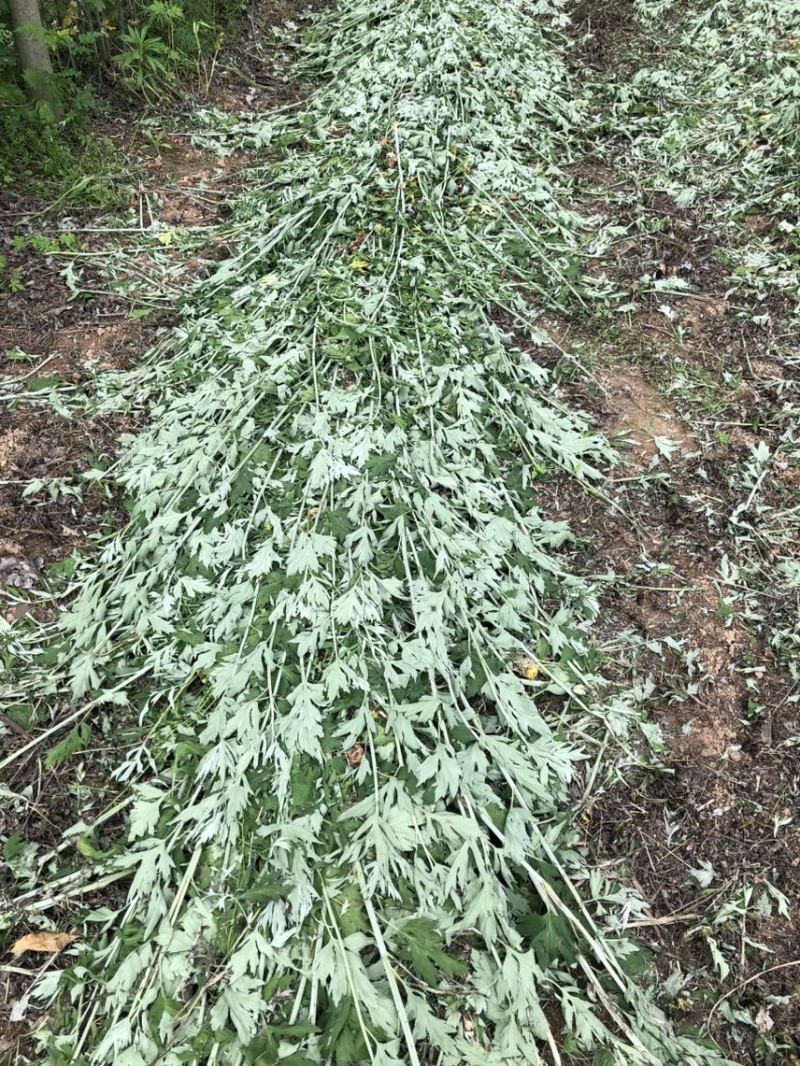 供应端午节艾草