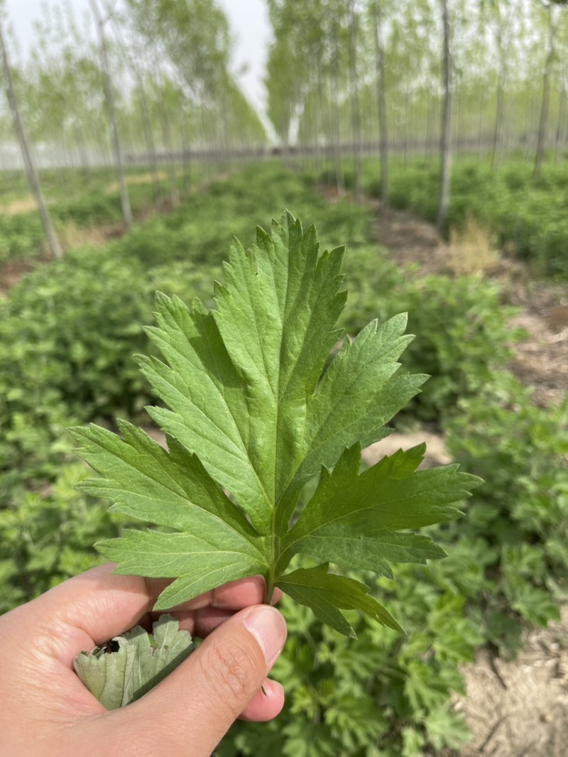 供应端午节艾草