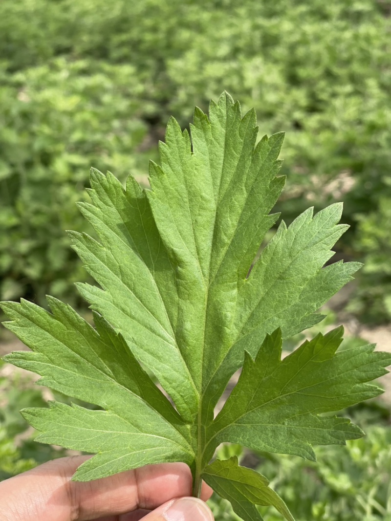 供应端午节艾草