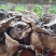 【精选】无虫眼大朵10公分以上野生紫灵芝现货
