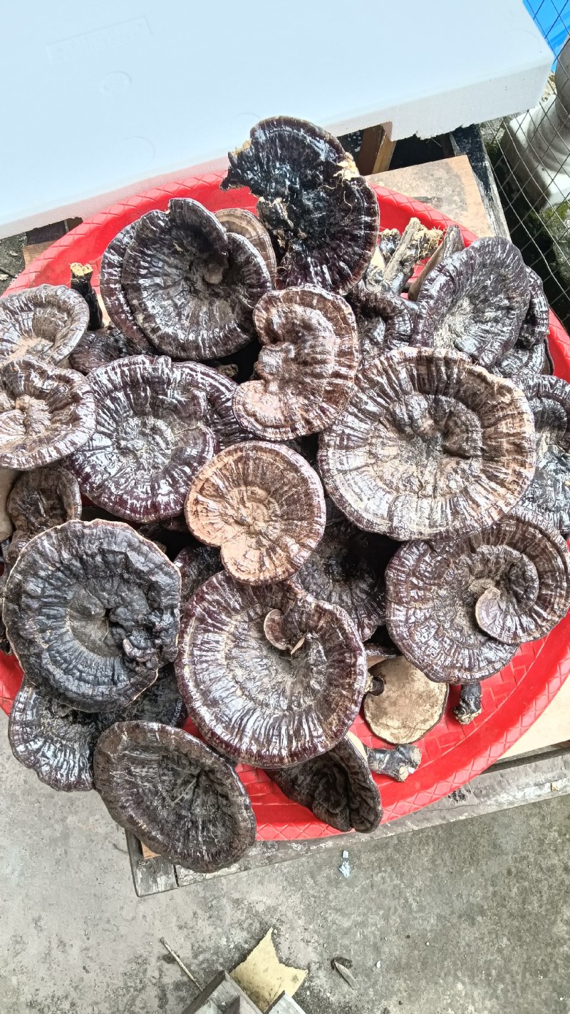 【精选】无虫眼大朵10公分以上野生紫灵芝现货