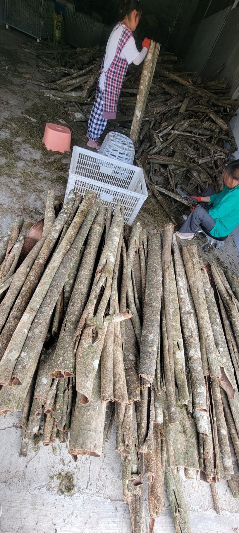 【老厚朴】川厚朴产地直销【量大从优】接受预定2024