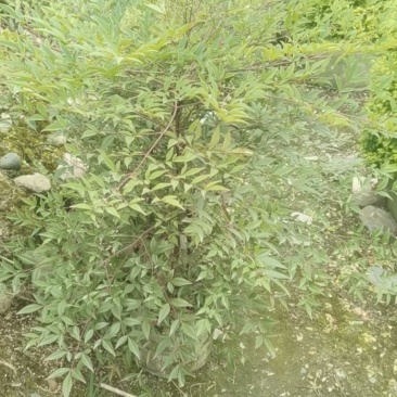 成都基地批发25美植袋南天竹盆景观赏价值挺高。