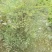 成都基地批发25美植袋南天竹盆景观赏价值挺高。