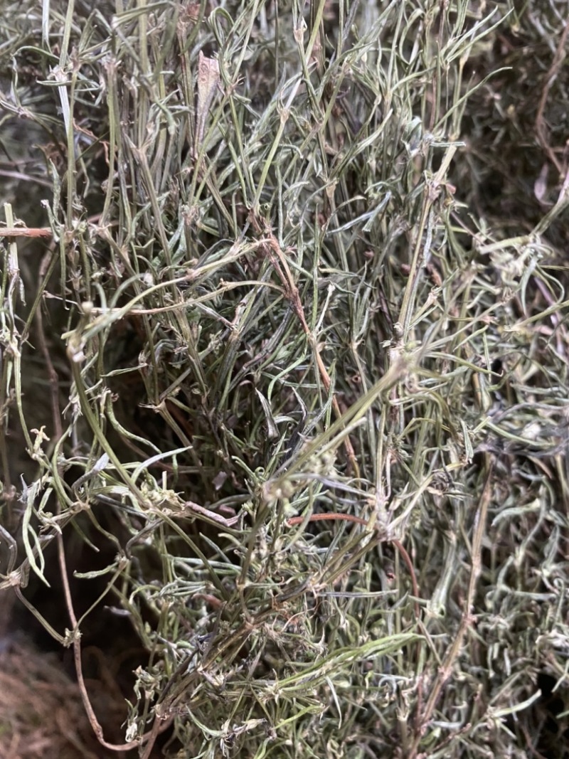 白花蛇舍草