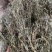 白花蛇舍草