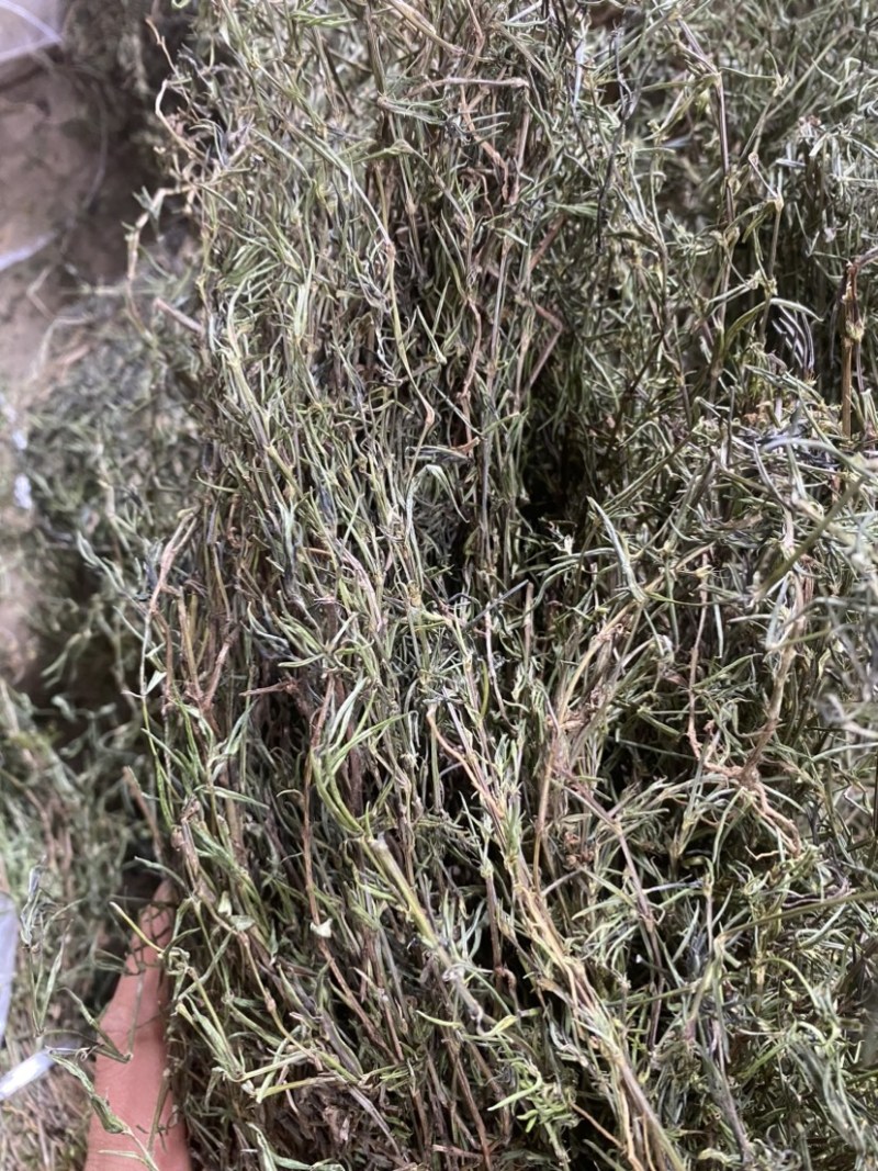 白花蛇舍草