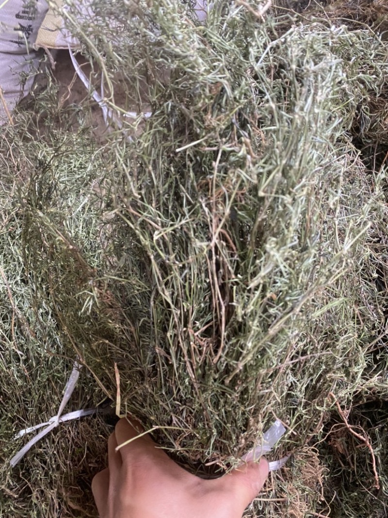 白花蛇舍草