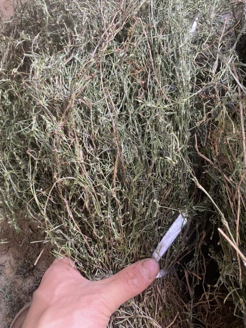 白花蛇舍草
