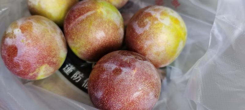 湖北襄阳宜城李子上市了！