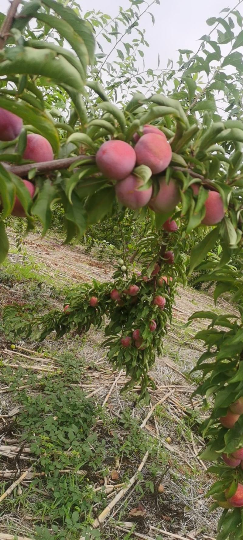 湖北襄阳宜城李子上市了！