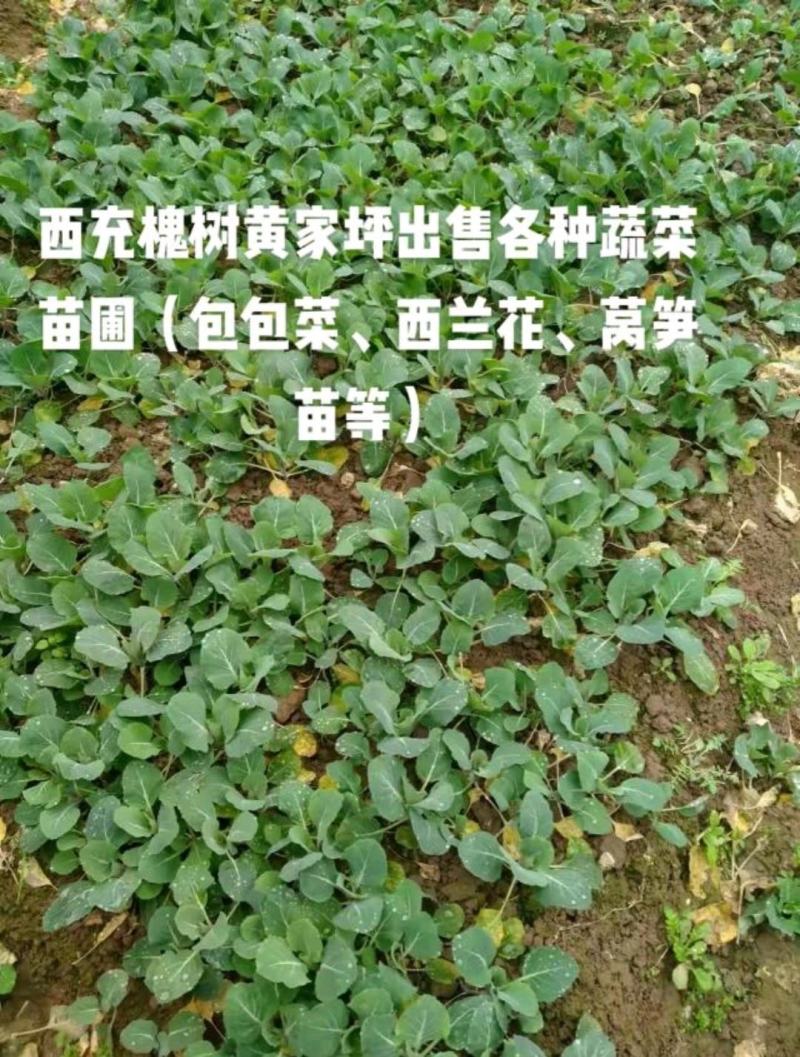 包菜苗（大处理，便宜卖，数量有限，赶紧看过来）基地直销