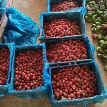 山东圣女果小柿大量上市了产地直发量大从优价格公道