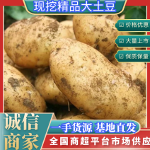 【精品】新鲜土豆黄心土豆现挖现发黄心马铃薯