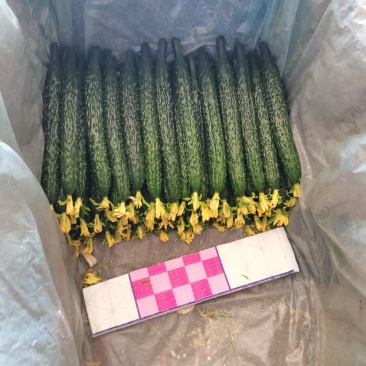 油亮鲜花密刺黄瓜