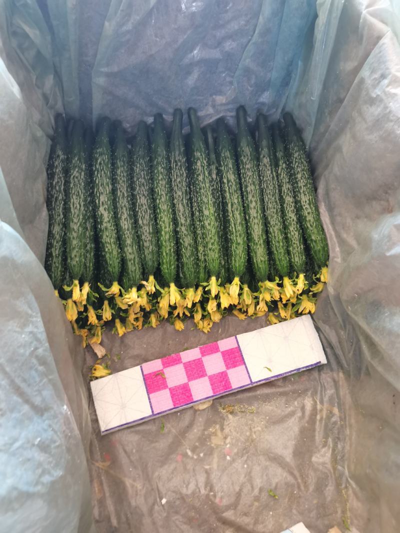油亮鲜花密刺黄瓜