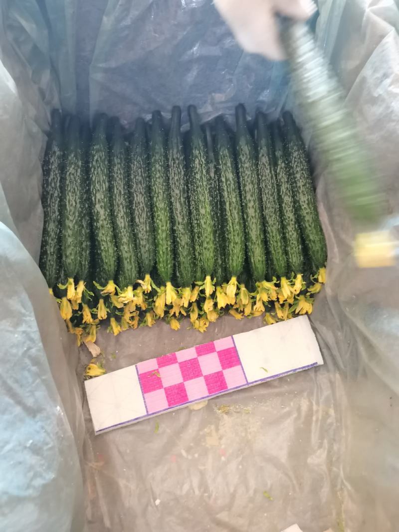 油亮鲜花密刺黄瓜