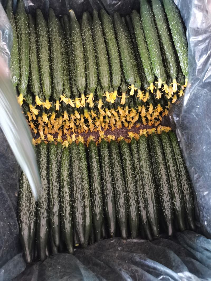 油亮鲜花密刺黄瓜