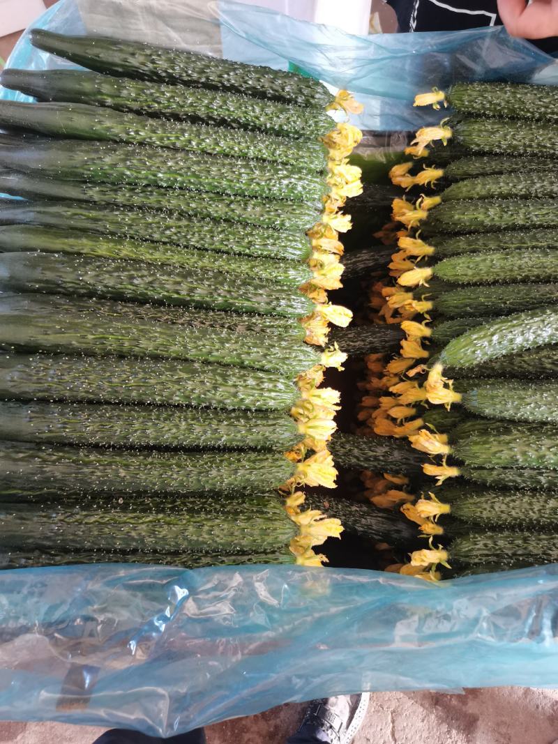 油亮鲜花密刺黄瓜
