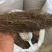 茅膏菜一扫光正品保证质量无理由退货退款干净无杂质