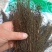 茅膏菜一扫光正品保证质量无理由退货退款干净无杂质