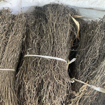 茅膏菜一扫光正品保证质量无理由退货退款干净无杂质