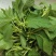 速冻野苋菜