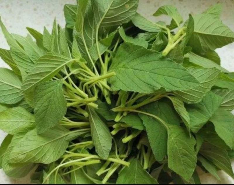速冻野苋菜