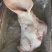 母猪头带耳头工厂直销母猪一级带耳头，均重10公斤左右