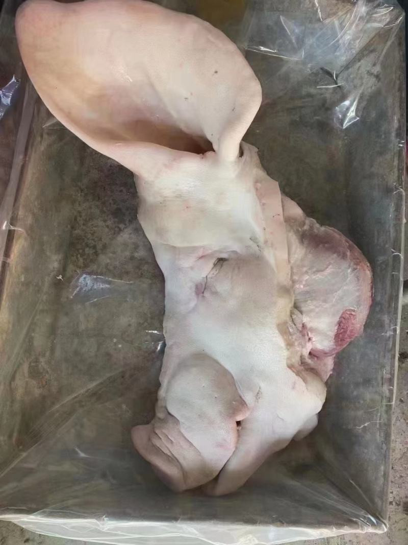母猪头带耳头工厂直销母猪一级带耳头，均重10公斤左右