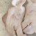 母猪头带耳头工厂直销母猪一级带耳头，均重10公斤左右
