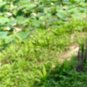 我家有大量藕带要出售有需要藕带的朋友请与我联系