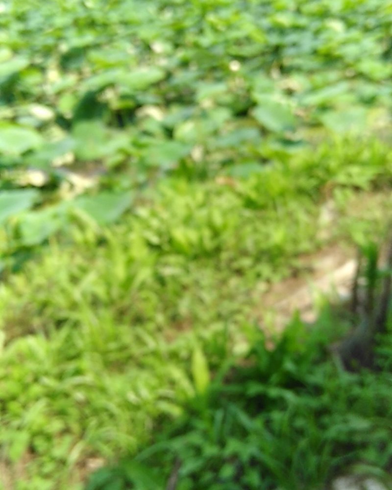 我家有大量藕带要出售有需要藕带的朋友请与我联系
