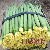 河北邯郸精品丝瓜，现在大量上市供应全国，可发电商