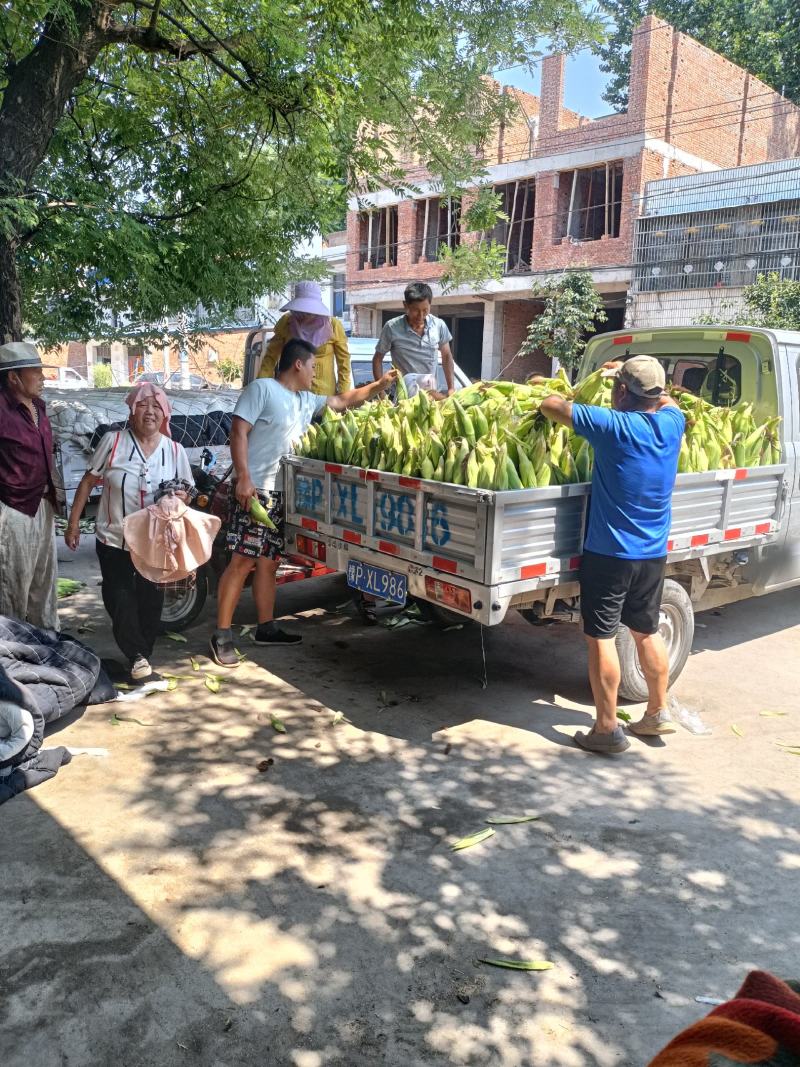 周口鲜玉米白糯大量供应发市场电商超市保证质量