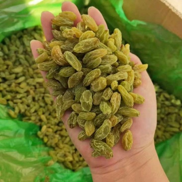 新疆特产吐鲁番葡萄干绿葡萄干小珍珠葡萄干休闲零食葡萄干批