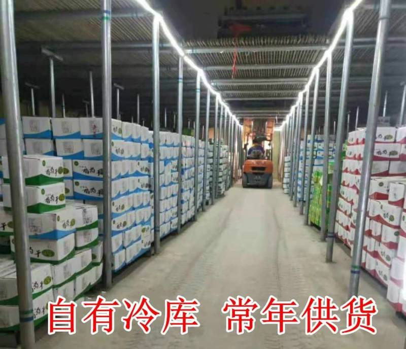 新疆特产吐鲁番葡萄干绿葡萄干小珍珠葡萄干休闲零食葡萄干批