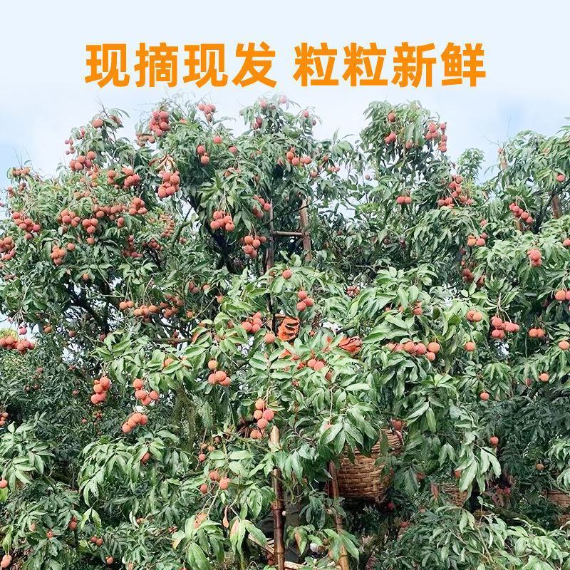 广西黑叶荔枝。颗颗甄选，拒绝水泡皮薄肉厚核小欢迎咨询