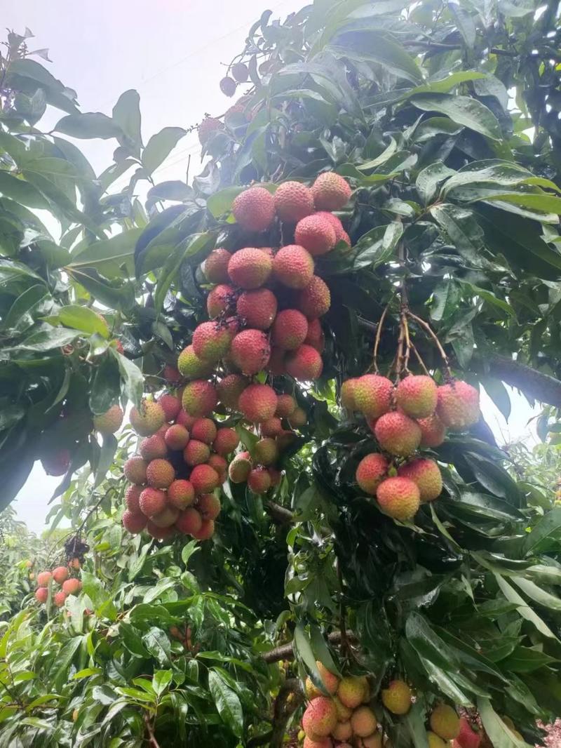 广东汕尾陆丰荔枝出售，果园大量妃子笑，果子均匀，无虫。