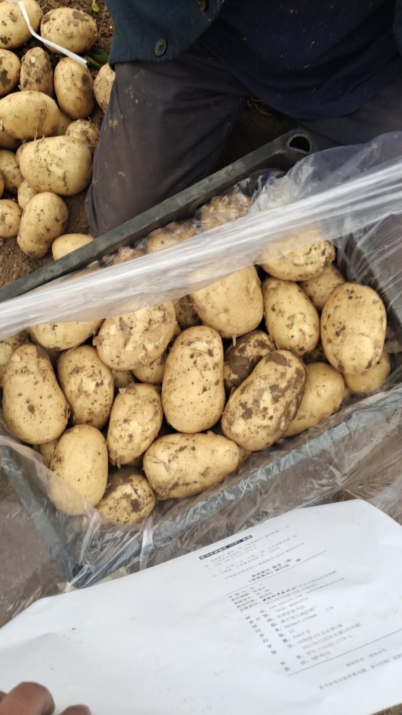 河北精品土豆基地，品种齐全，货源充足，量大从优