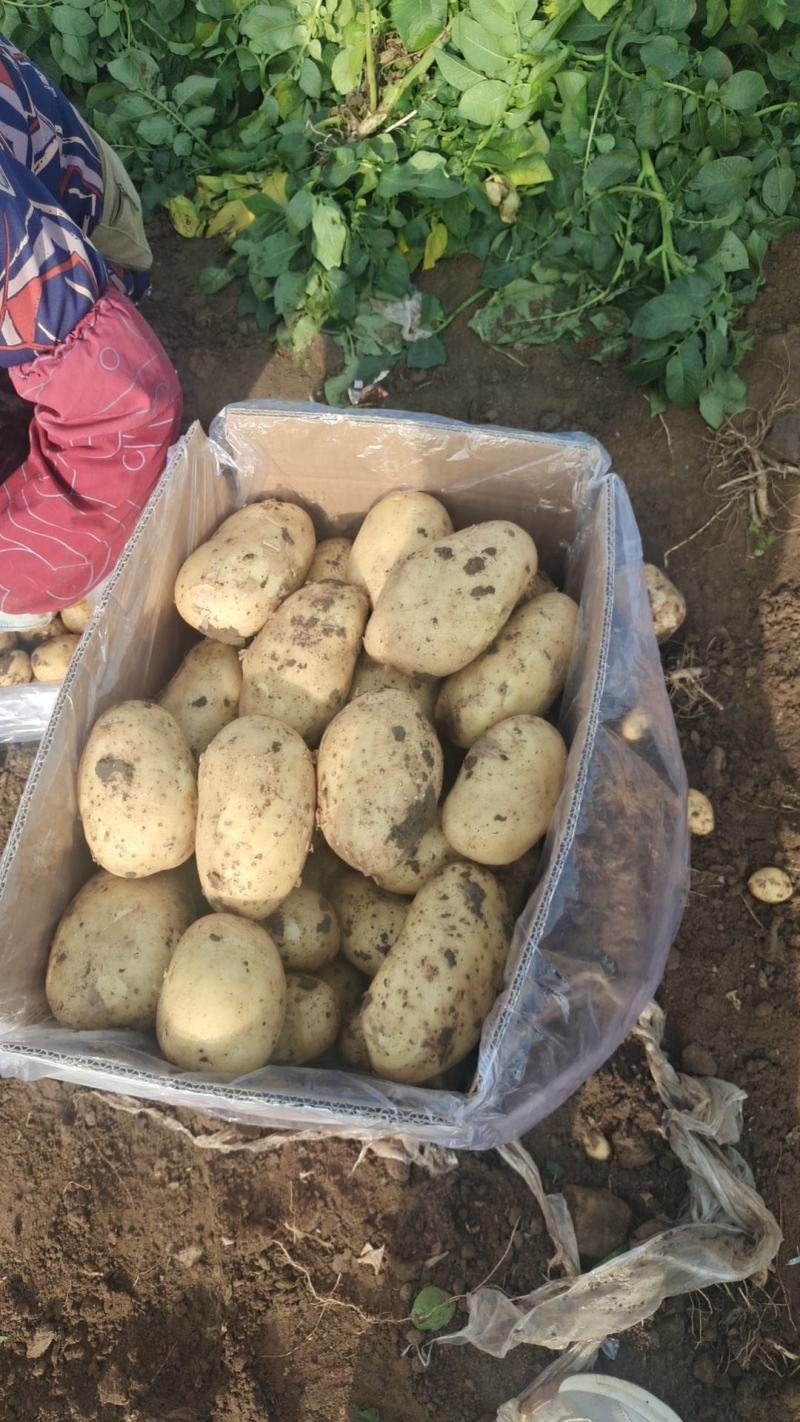 河北精品土豆基地，品种齐全，货源充足，量大从优