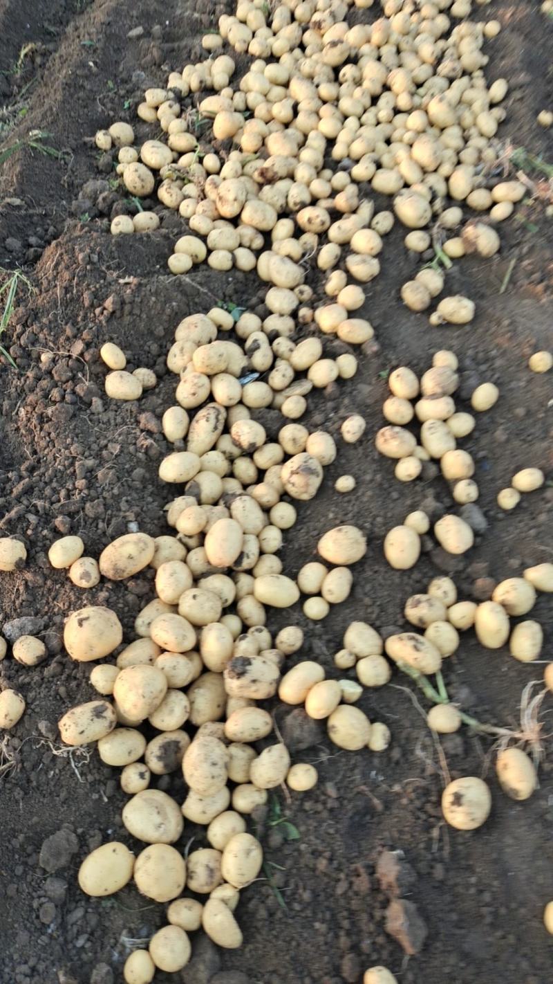 河北精品土豆基地，品种齐全，货源充足，量大从优