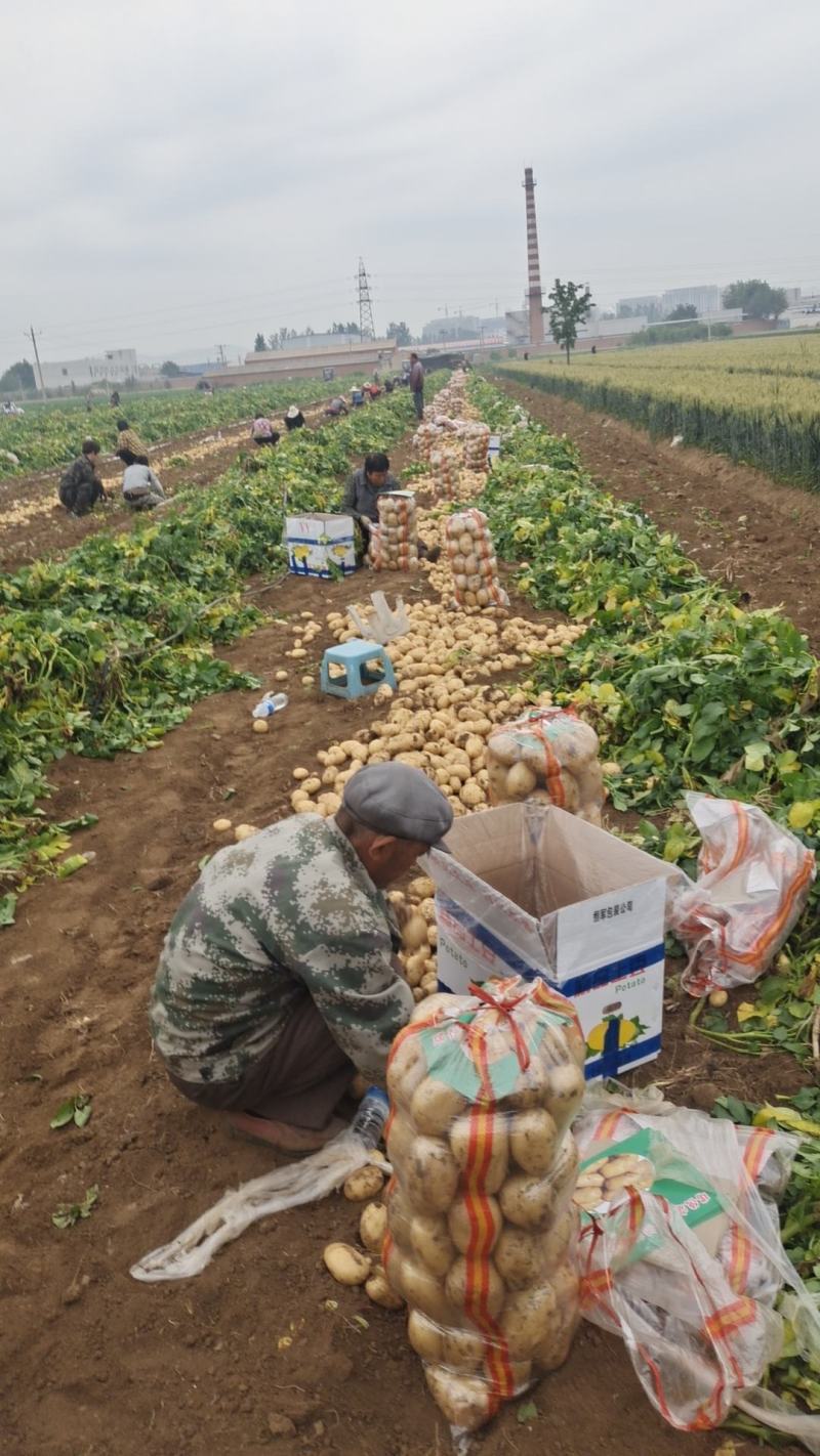 河北精品土豆基地，品种齐全，货源充足，量大从优