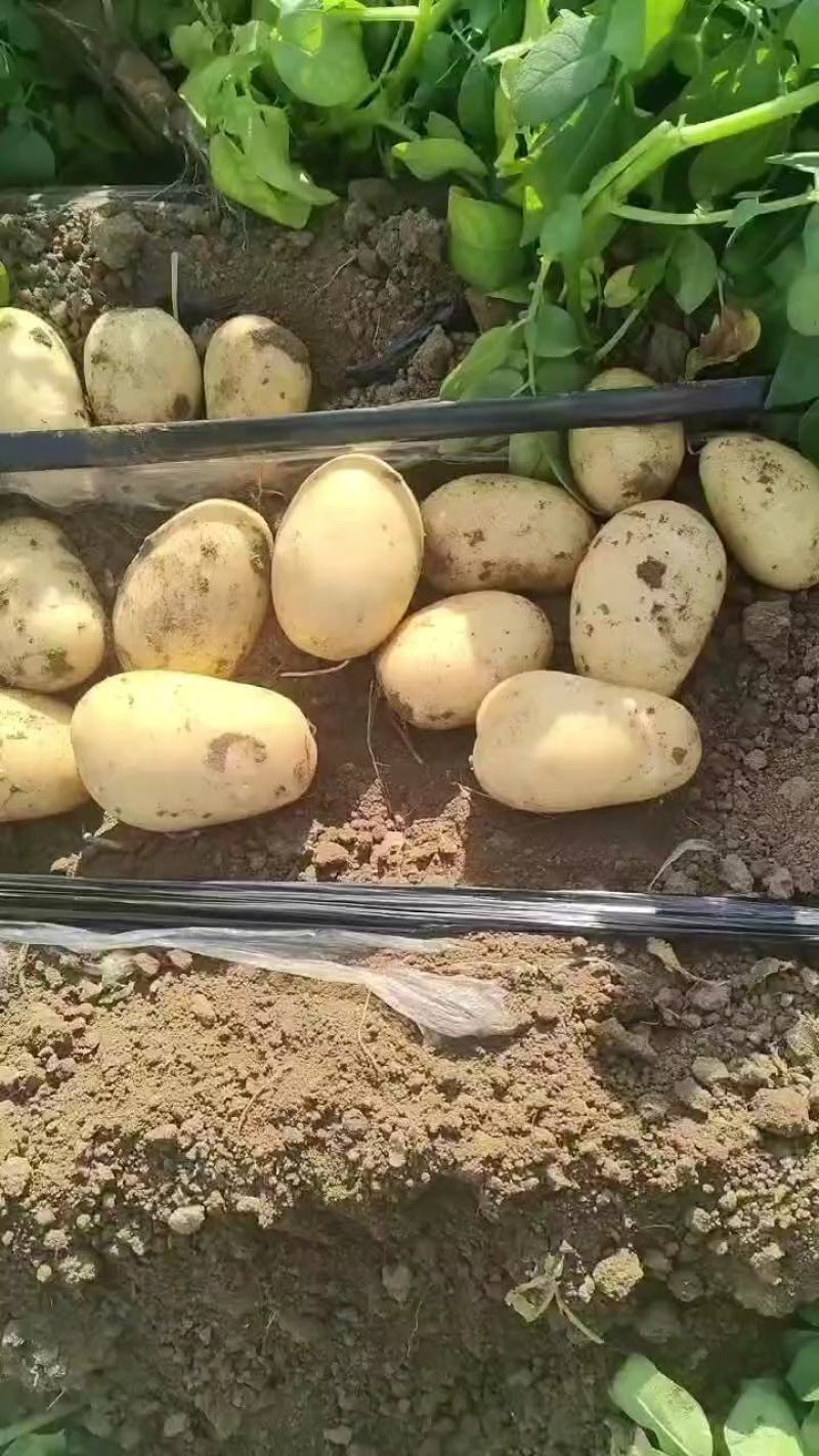 河北精品土豆基地，品种齐全，货源充足，量大从优